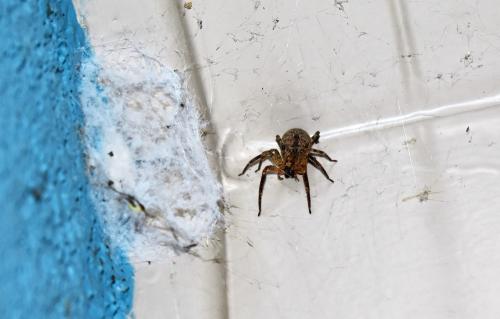 Zoropsis spinimana
